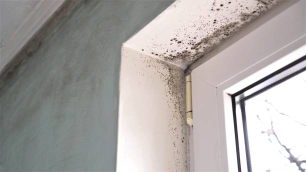 Best Professional Mold Removal  in Wynnewood, OK