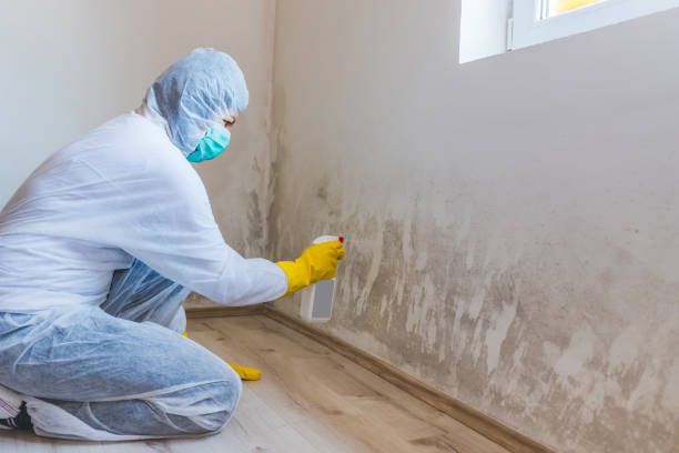 Best Commercial Mold Removal  in Wynnewood, OK