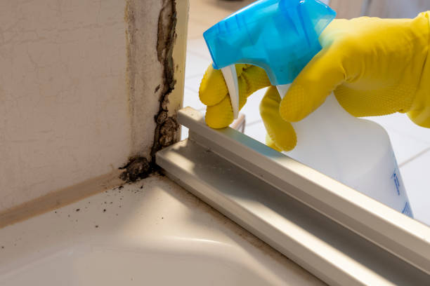 Best Mold Damage Repair  in Wynnewood, OK