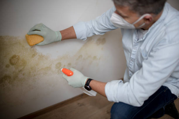 Best Mold Cleaning Services  in Wynnewood, OK