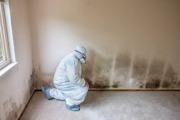 Professional Mold Removal in Wynnewood, OK